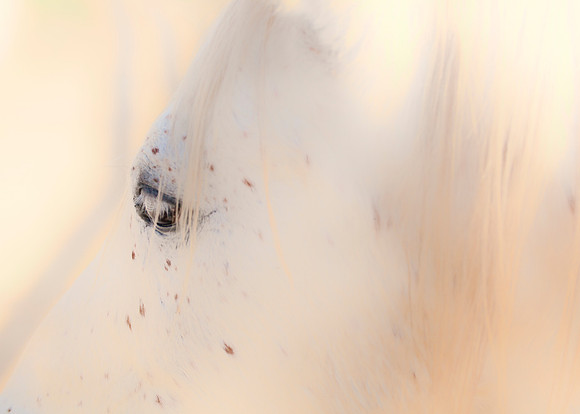 White Light