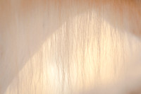 White Light II