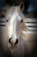 Equine