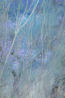 #24 Almond Blossom Lane