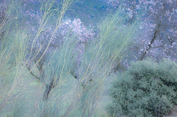 #23 Almond Blossom Lane