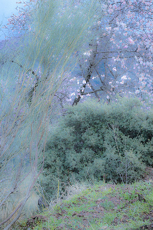#22 Almond Blossom Lane