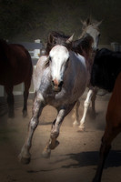Stampede