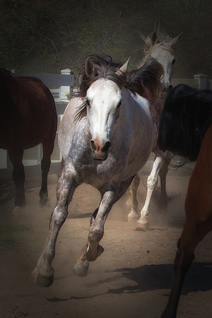 Stampede