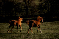 Ace&Dakota