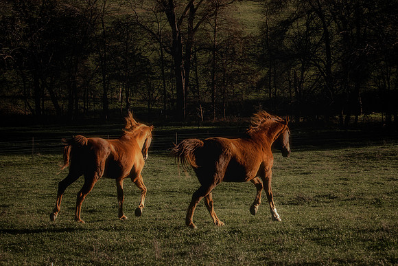 Ace&Dakota